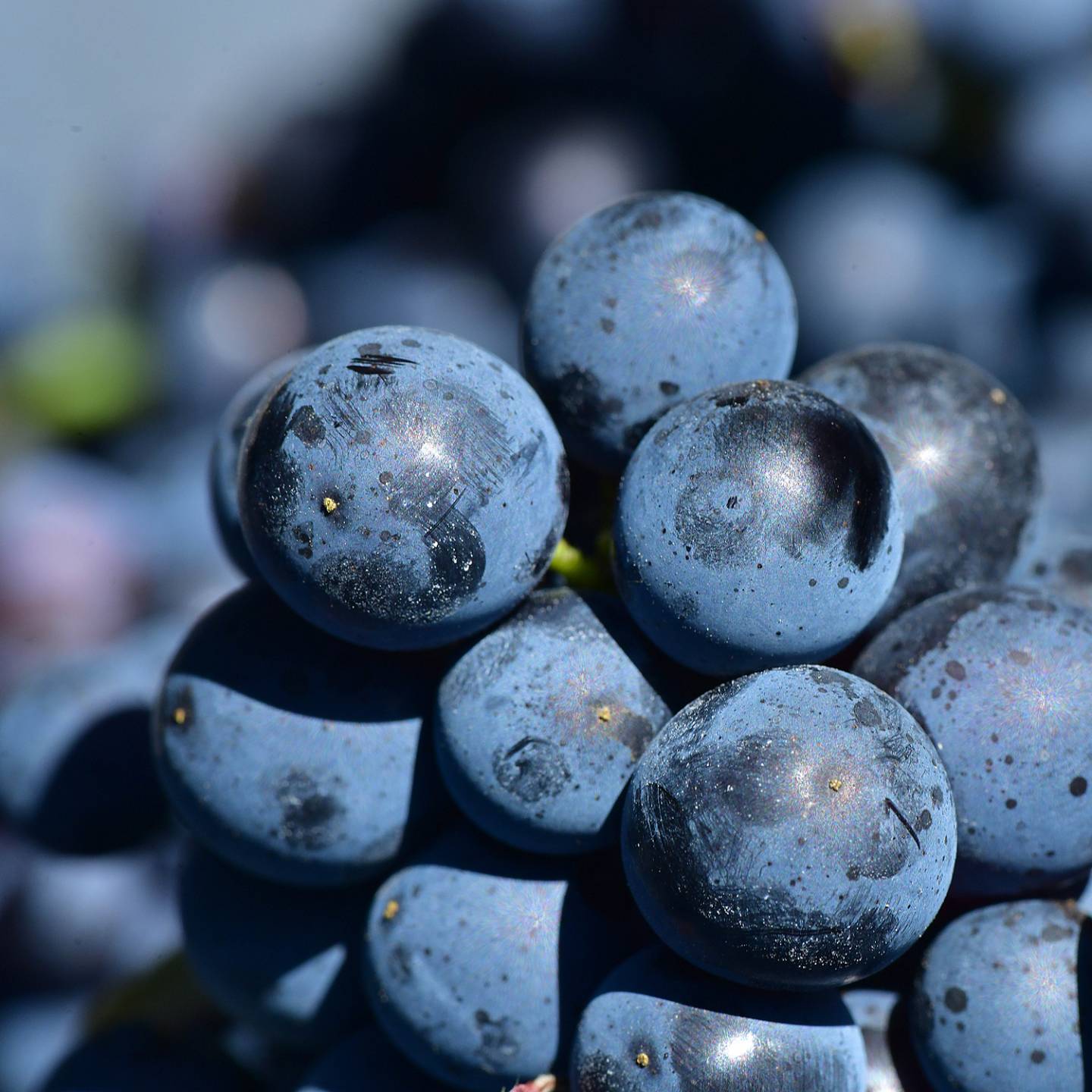 Bunch of grapes close-up