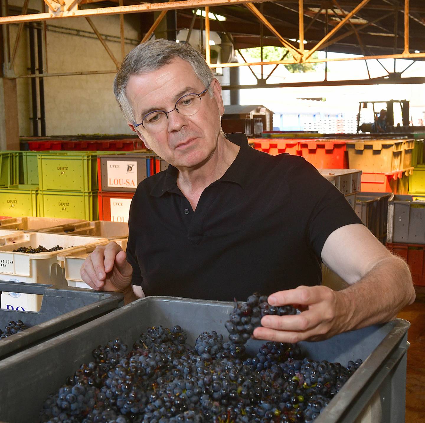 Man checking grapes during harvest in 2019